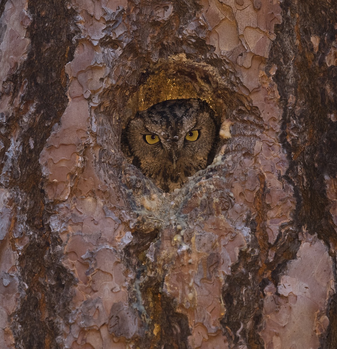 Western Screech-Owl - ML103652211