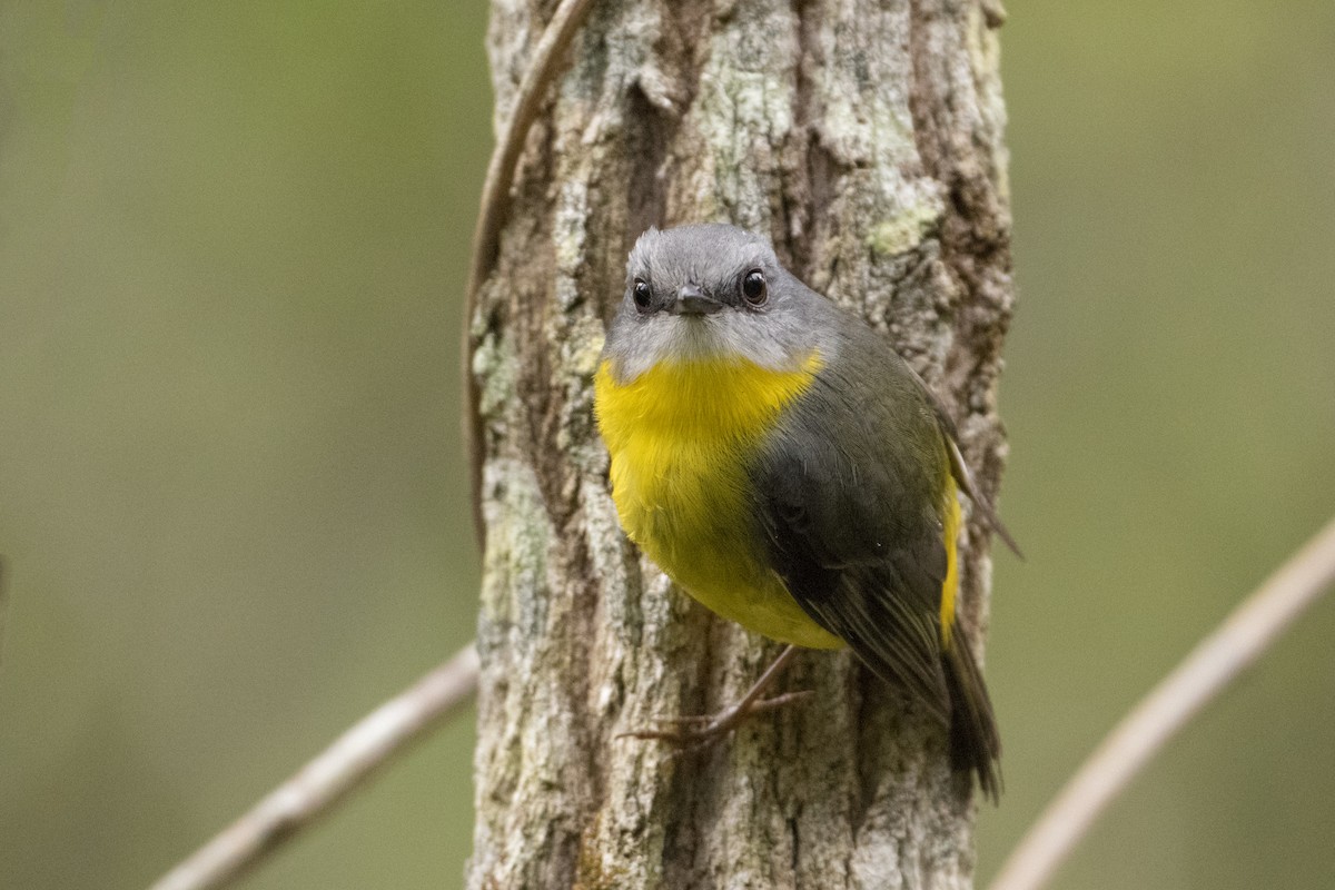 Eastern Yellow Robin - ML103654551