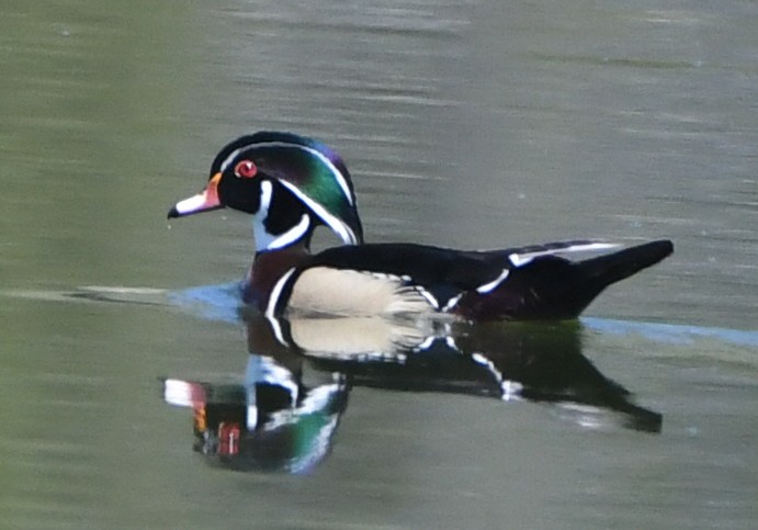 eBird Checklist - 30 May 2018 - Stanley Ranger Station Sewage Ponds ...