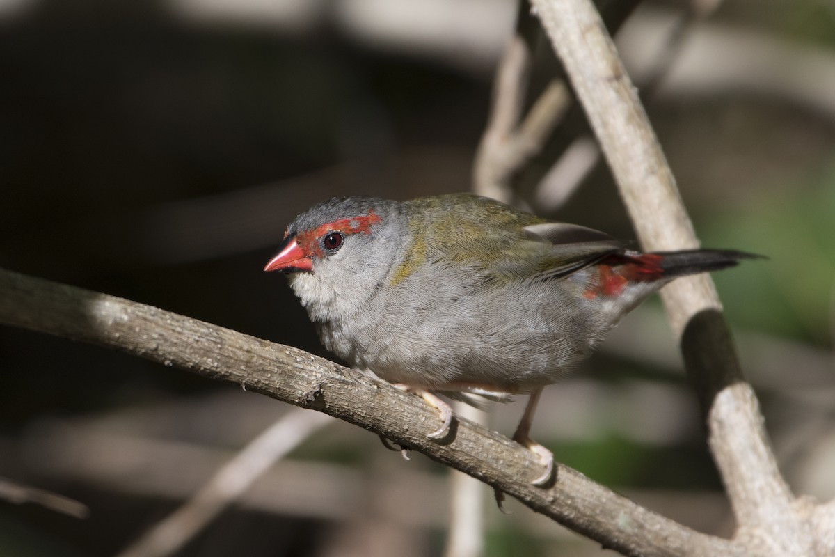 Red-browed Firetail - Lucas Brook