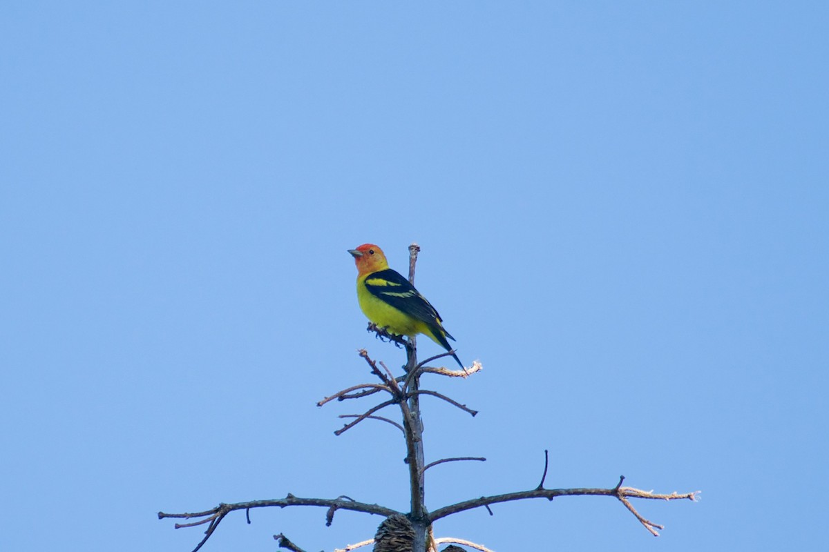 Western Tanager - ML103657821