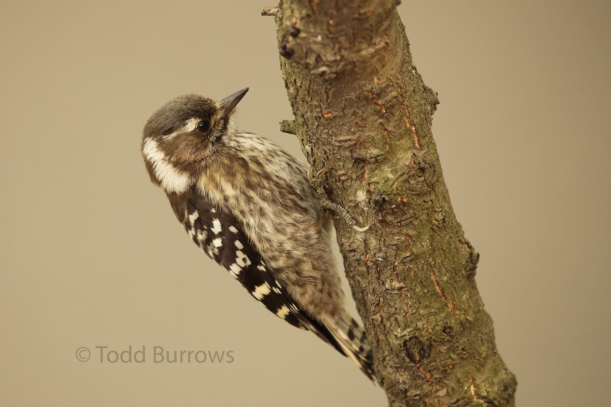 Japanese Pygmy Woodpecker - Todd Burrows