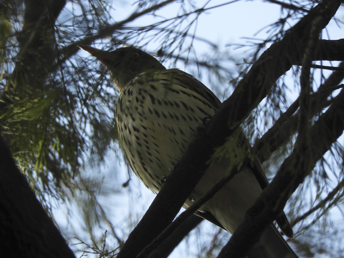 Olive-backed Oriole - ML103658761