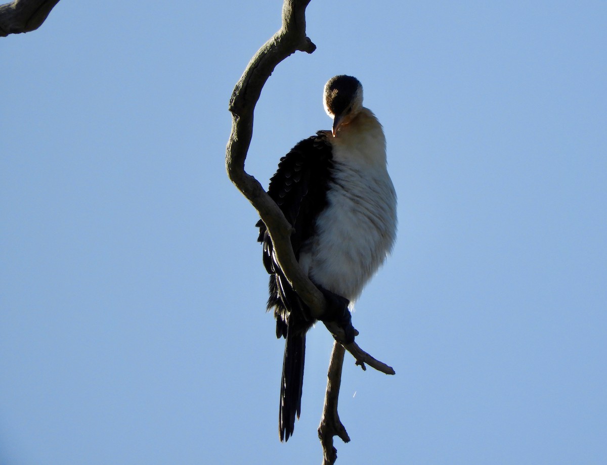 Little Pied Cormorant - Anonymous