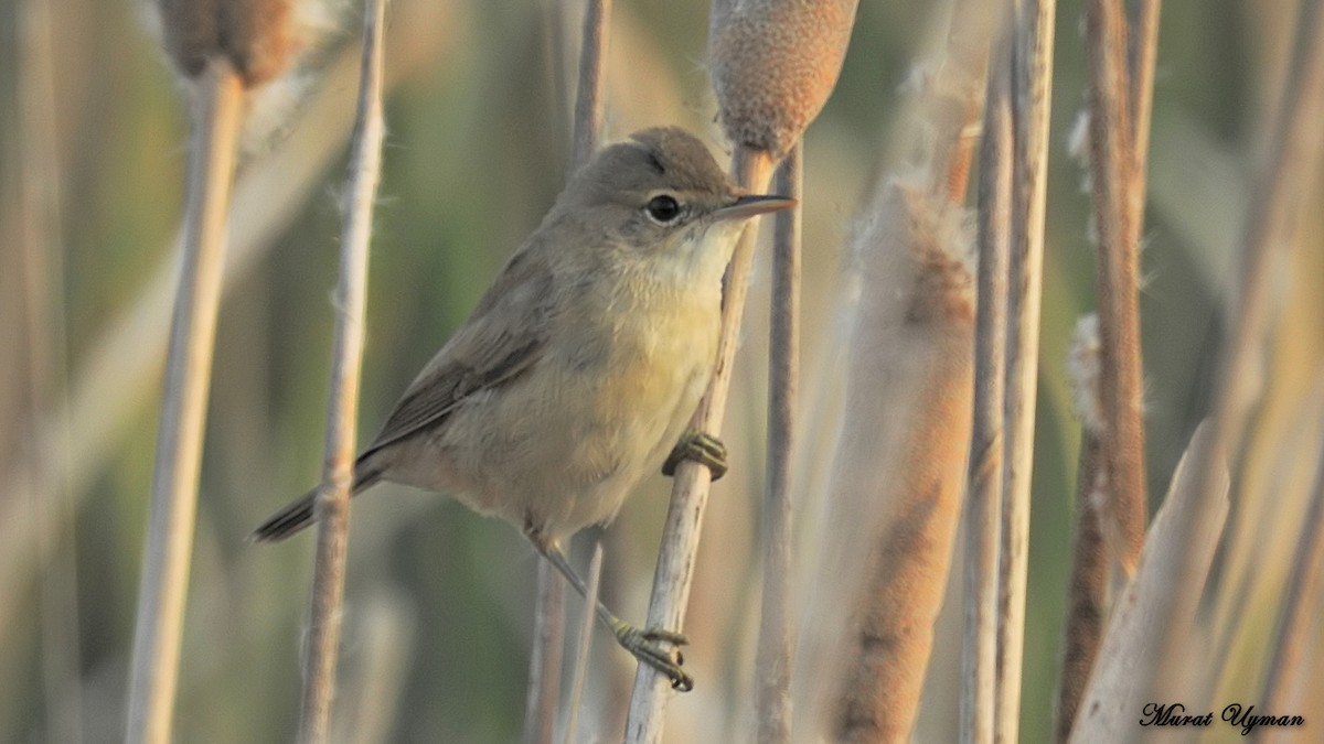 Common Reed Warbler - ML103659591