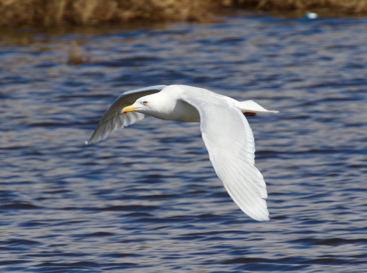 Glaucous Gull - ML103660161