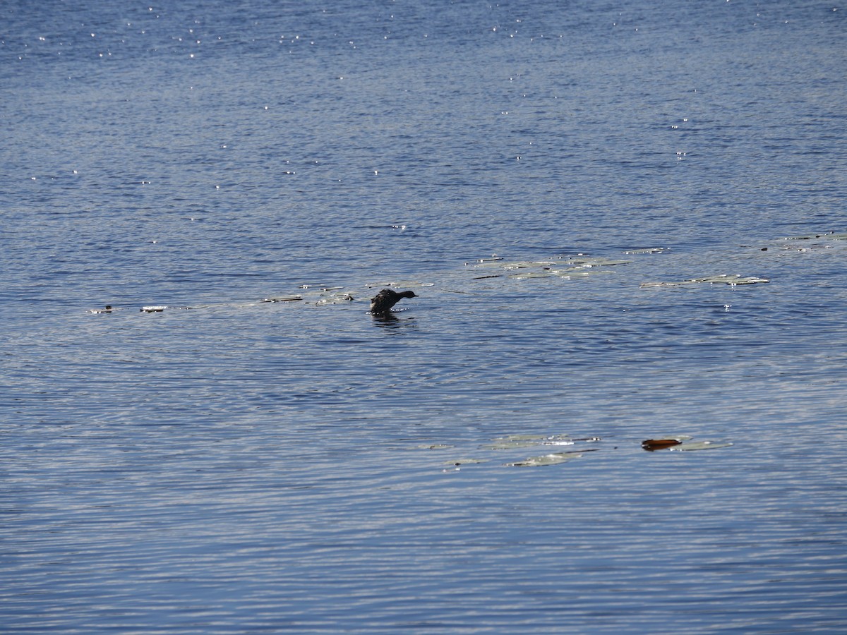 grebe sp. - ML103660181