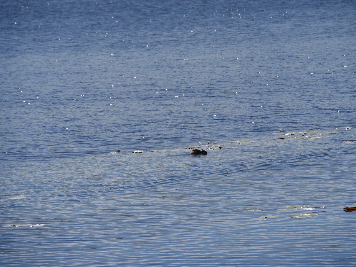 grebe sp. - ML103660201
