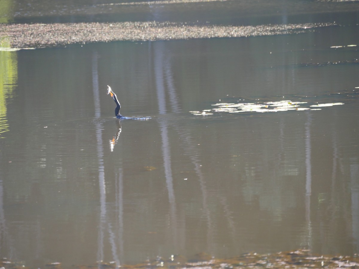 Australasian Darter - ML103660241