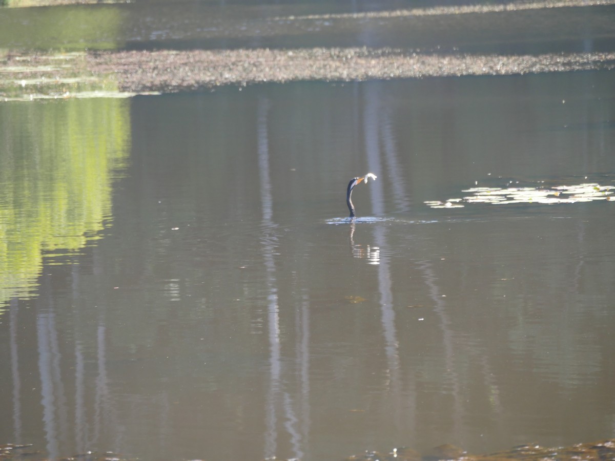 Australasian Darter - ML103660261