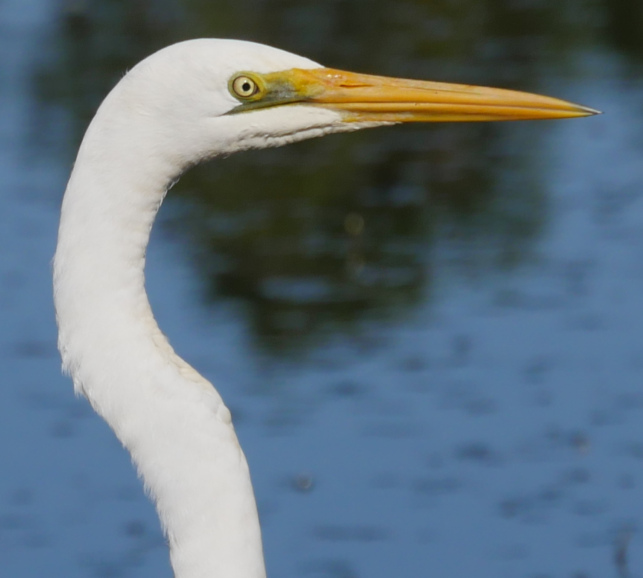 Great Egret - ML103660291