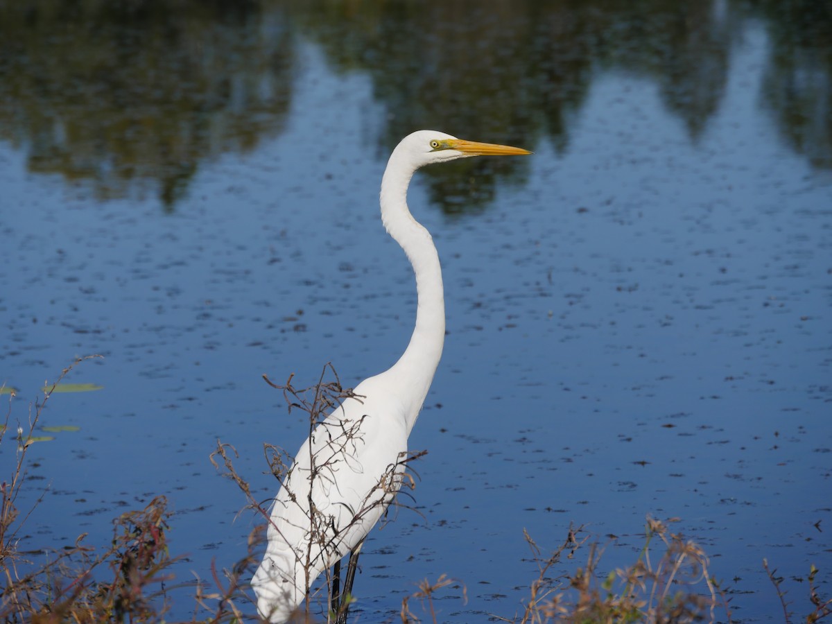 Great Egret - ML103660301