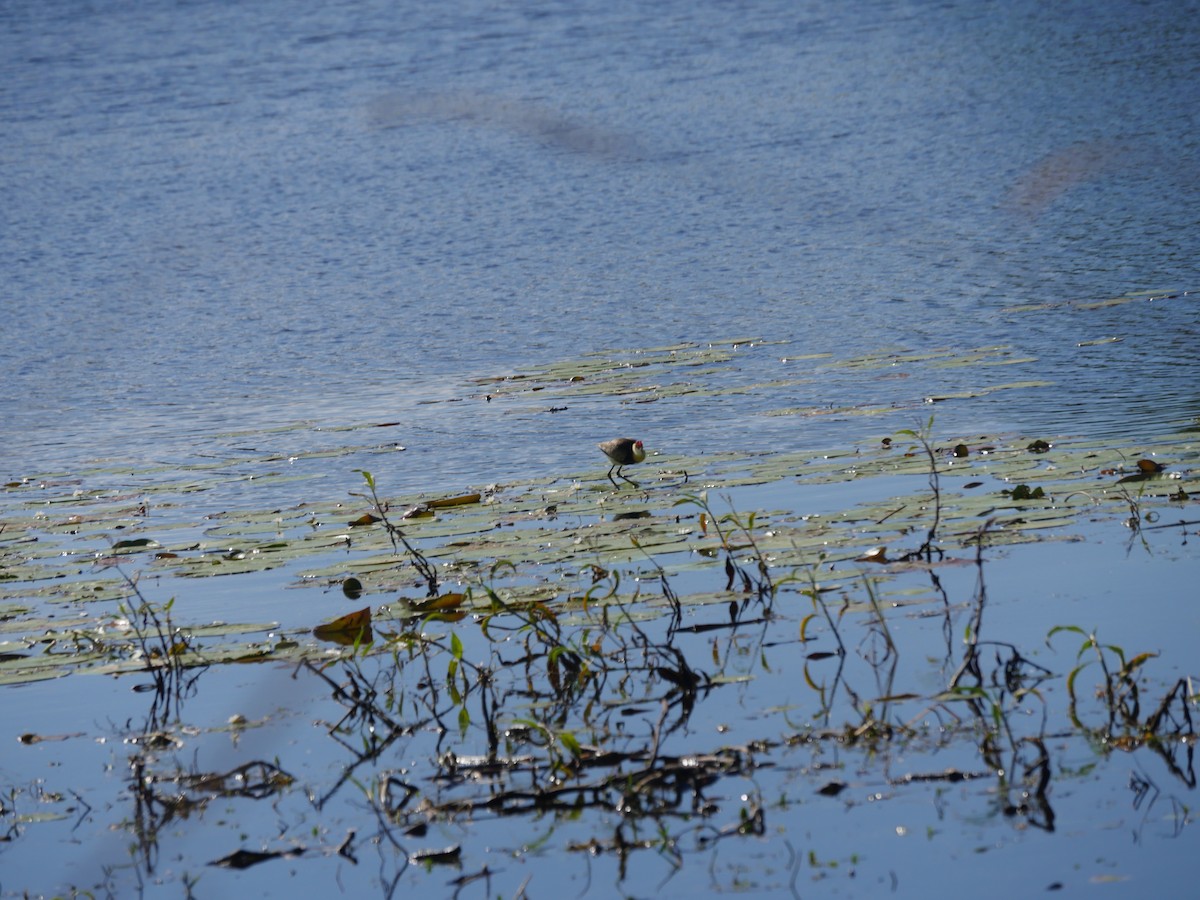 Comb-crested Jacana - ML103660581