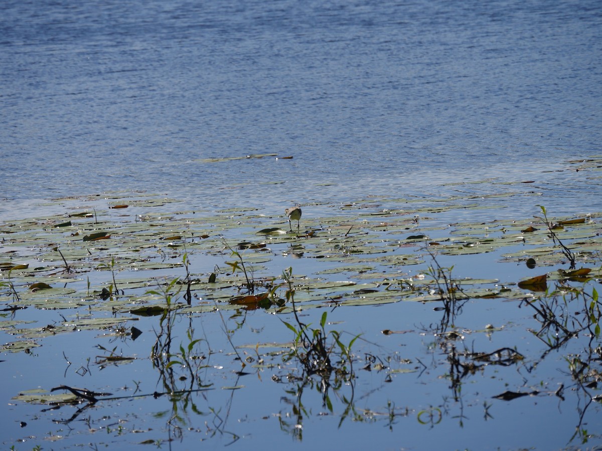 Comb-crested Jacana - ML103660591