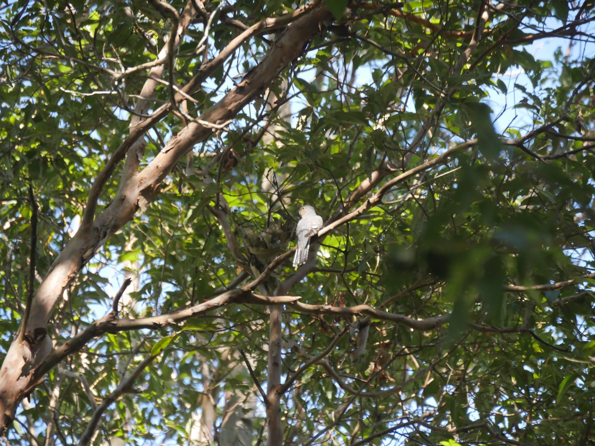 Fan-tailed Cuckoo - ML103660661