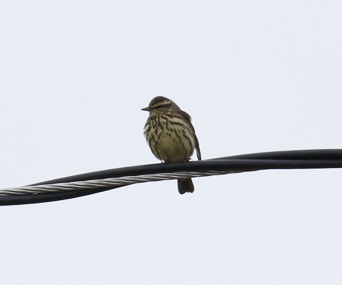 Northern Waterthrush - Victor Stoll