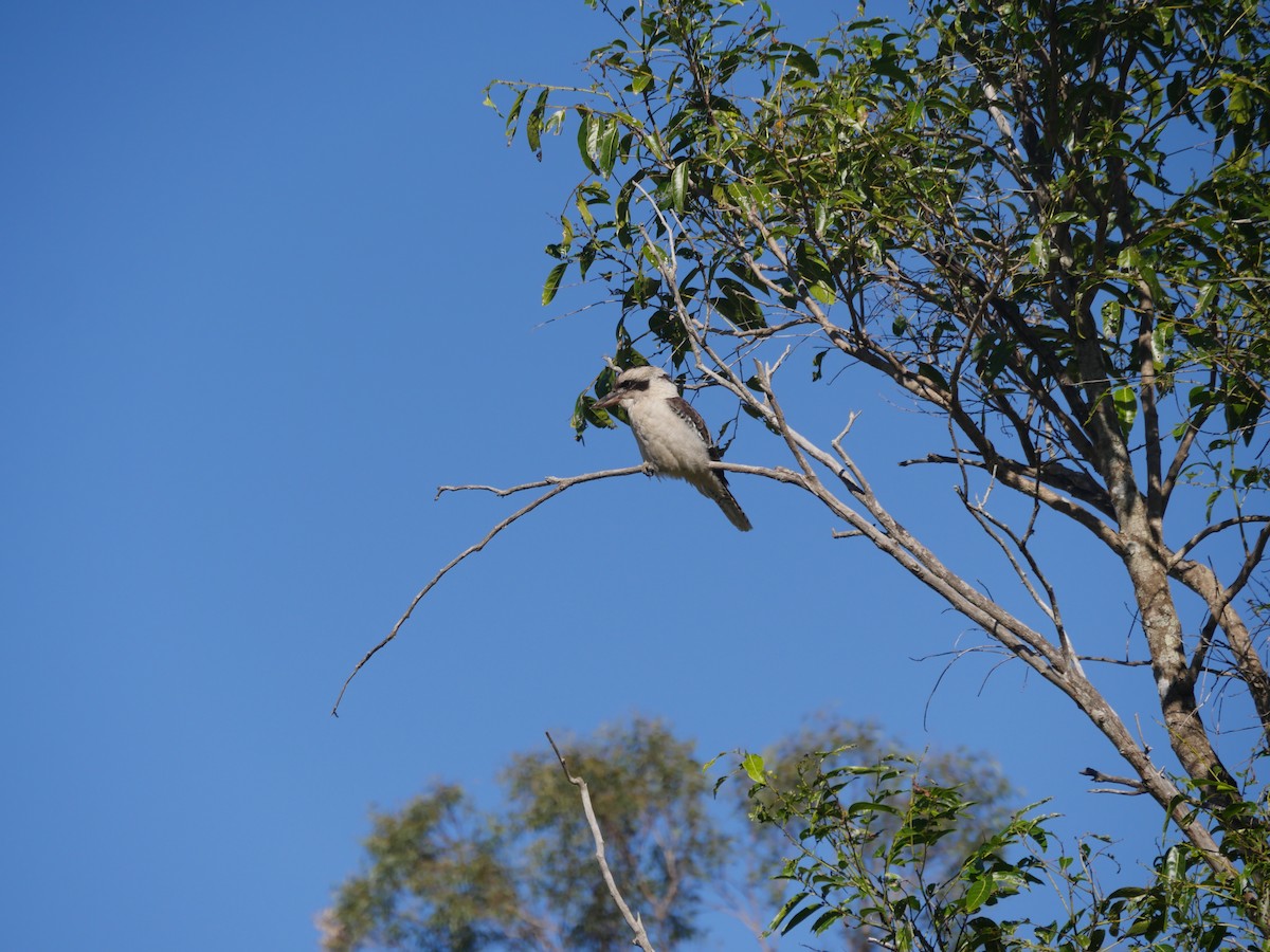 Laughing Kookaburra - ML103660701