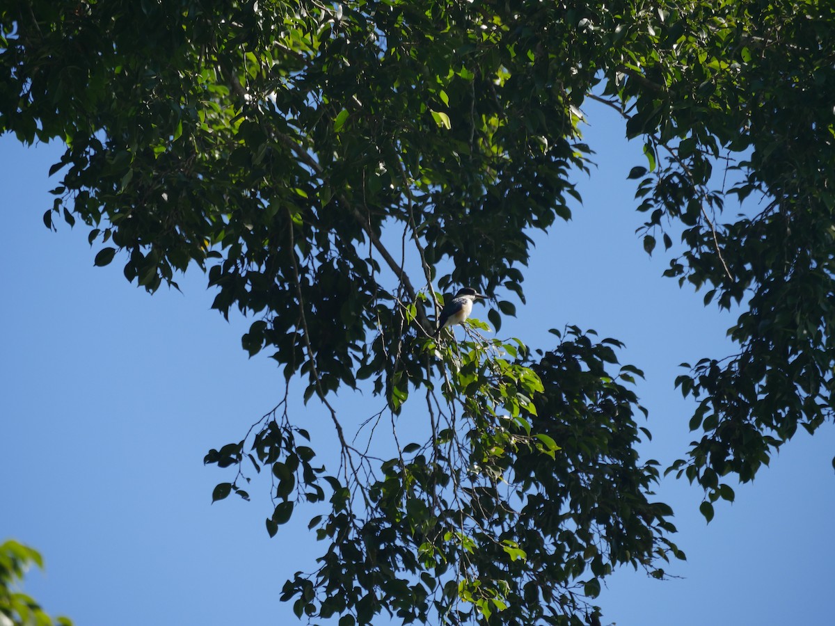 Forest Kingfisher - ML103660721