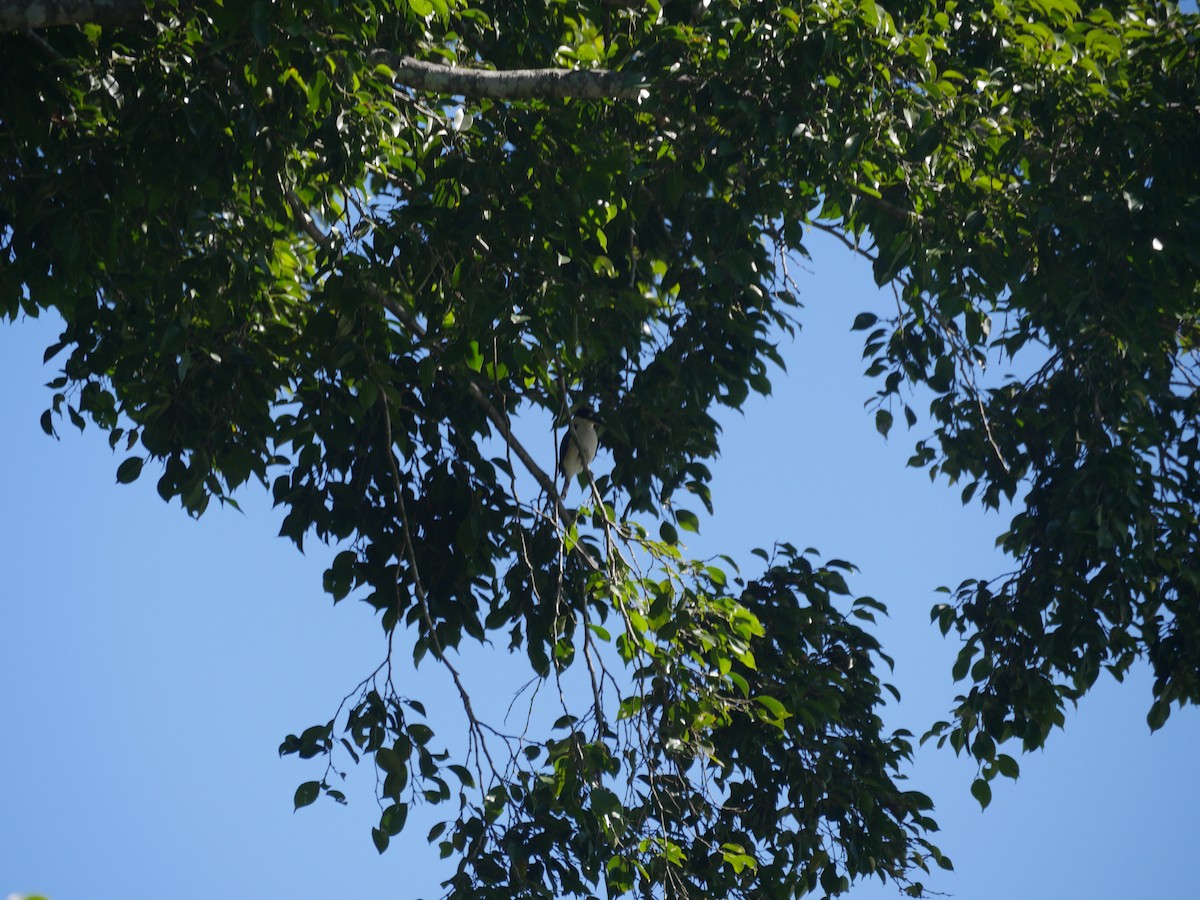 Forest Kingfisher - ML103660751