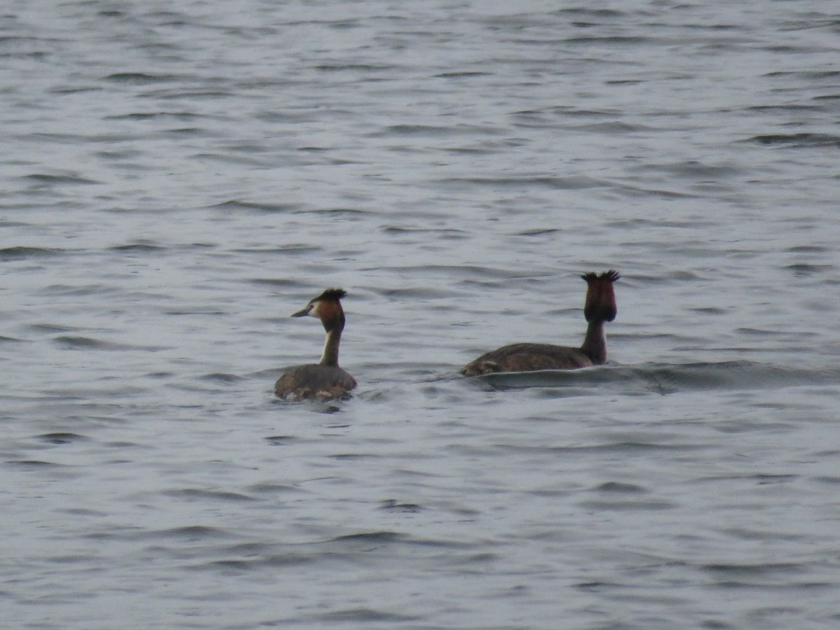 Great Crested Grebe - ML103661421