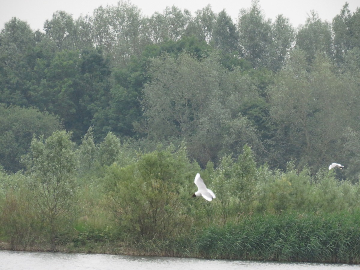 Little Gull - ML103661461