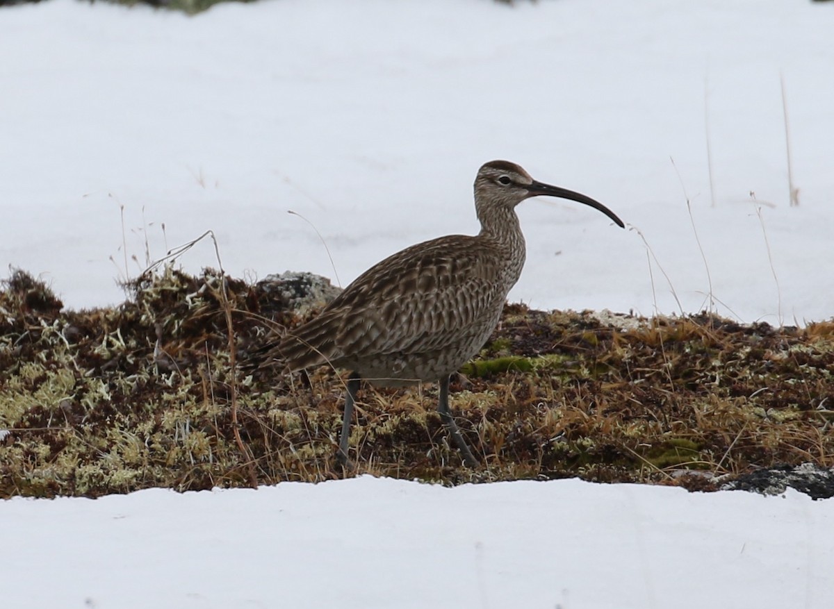 Eurasian Whimbrel (Siberian) - Victor Stoll