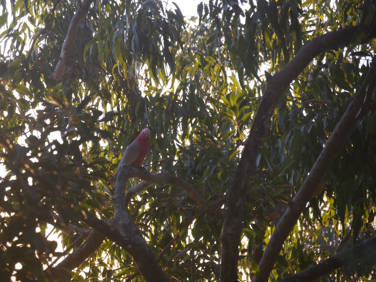 Galah - Charlie Glass