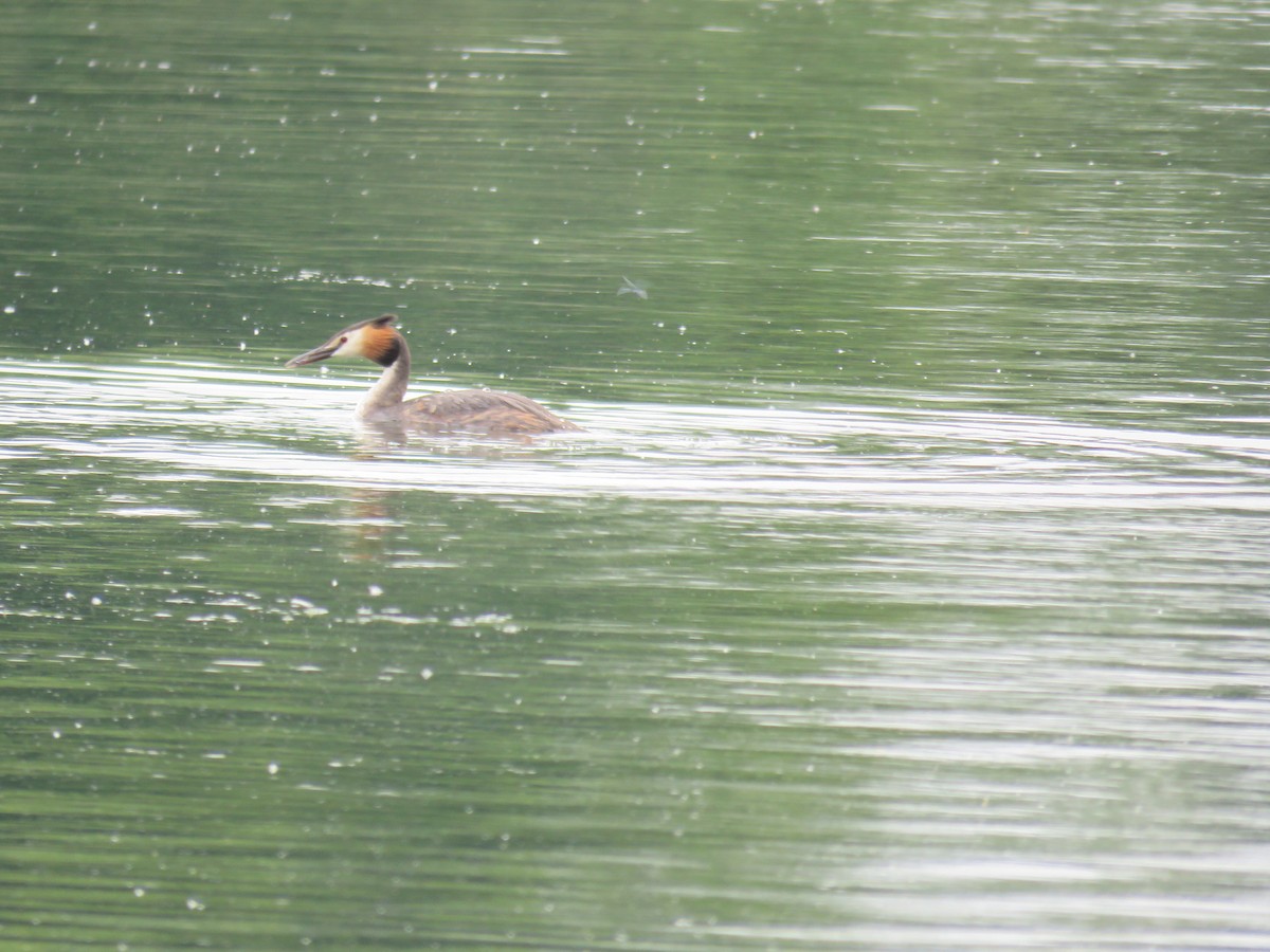 Great Crested Grebe - Alan Coates