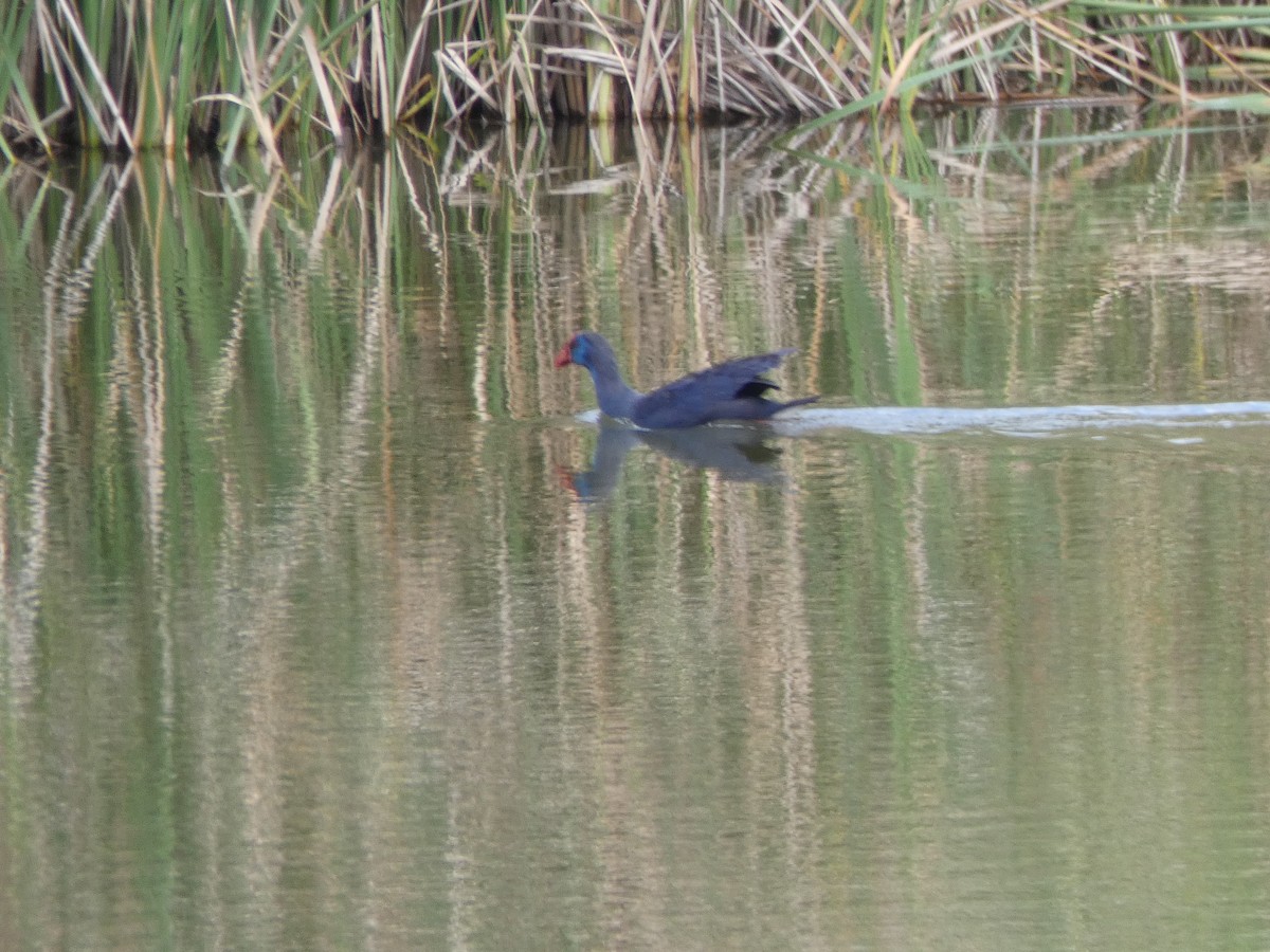 Western Swamphen - Jose Vicente Navarro San Andrés