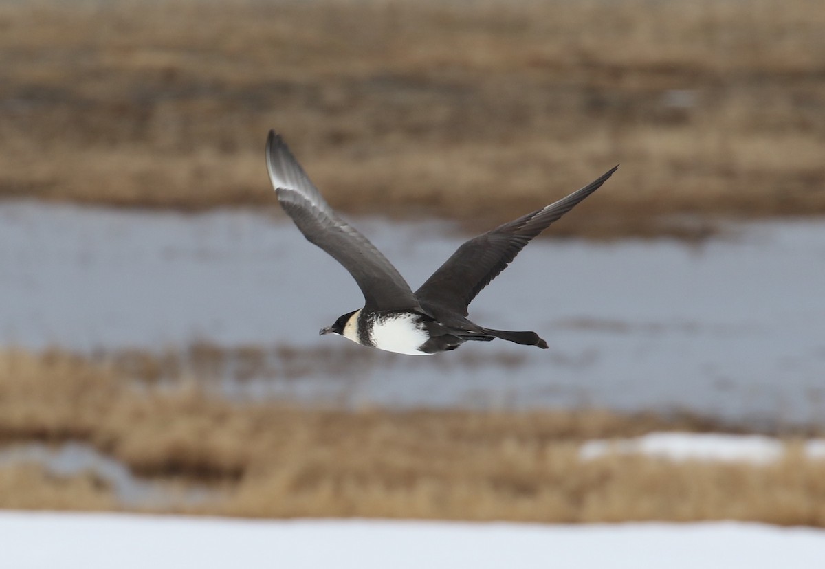 Pomarine Jaeger - ML103662071