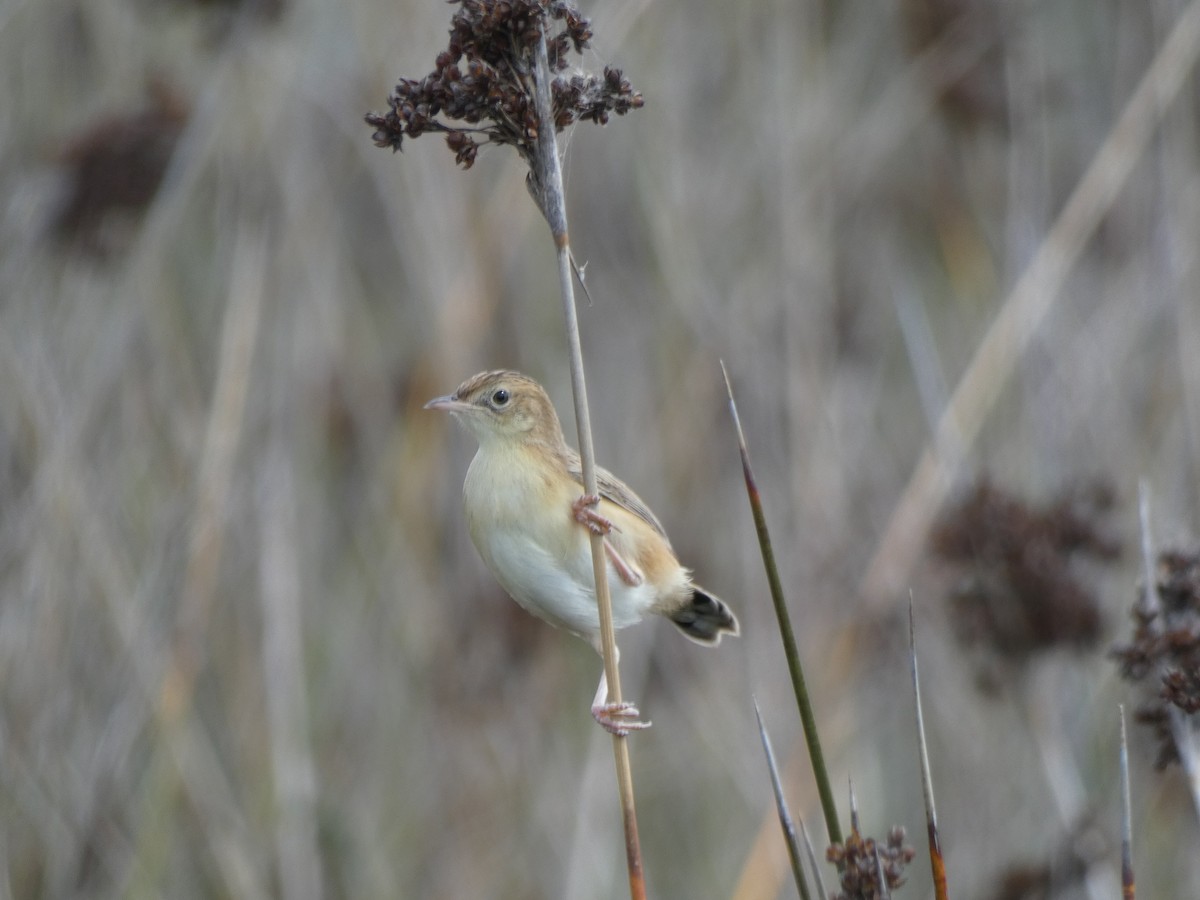 Zitting Cisticola - Jose Vicente Navarro San Andrés