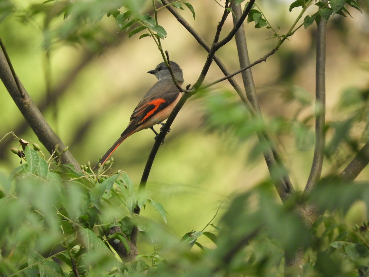 Rosy Minivet - Ikshan Ganpathi