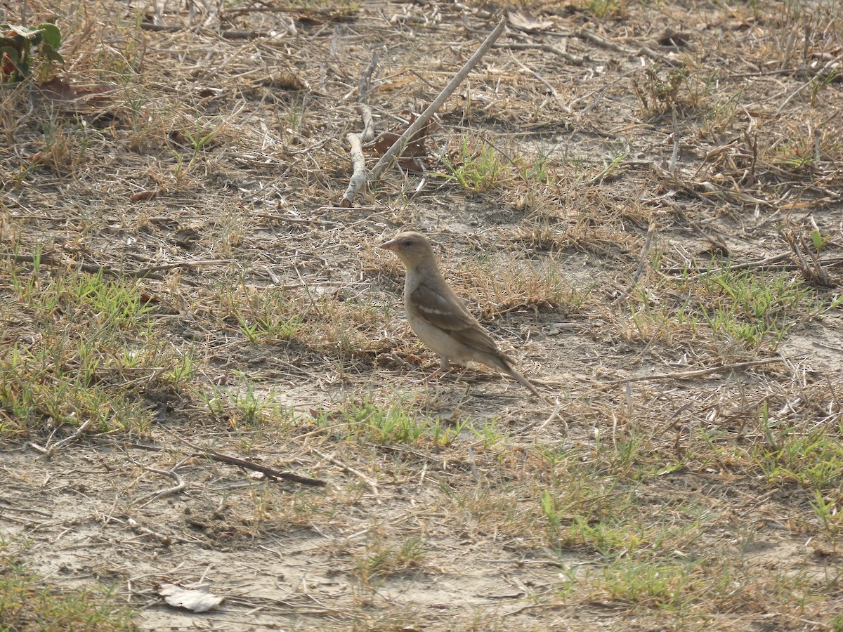 Yellow-throated Sparrow - Ikshan Ganpathi