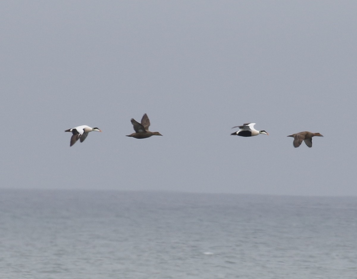 Common Eider - ML103663021