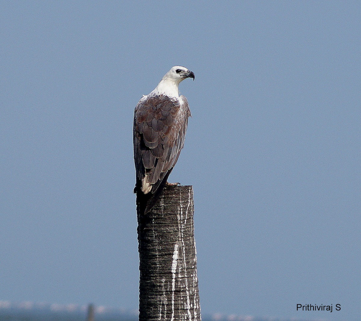 White-bellied Sea-Eagle - Prithivi Raj S