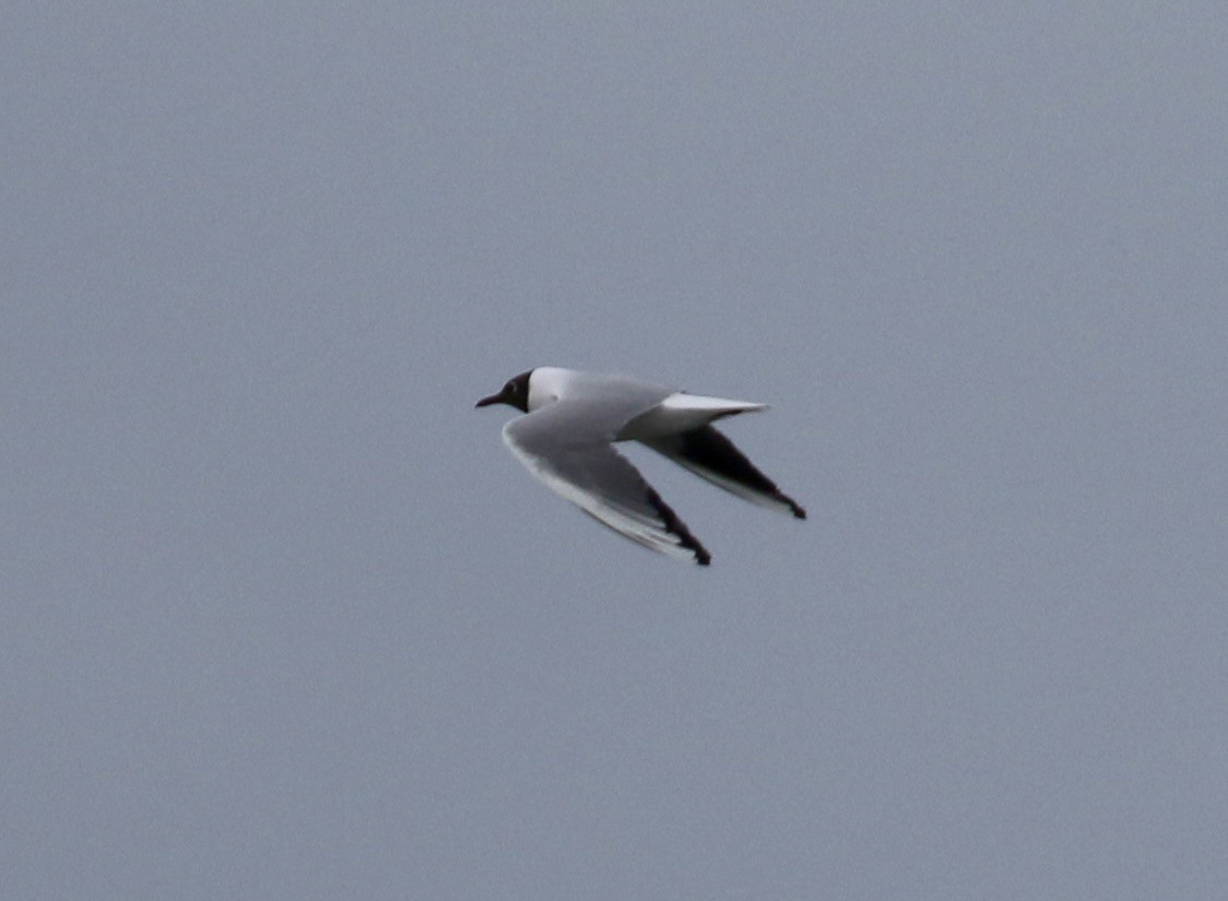 Mouette rieuse - ML103663751