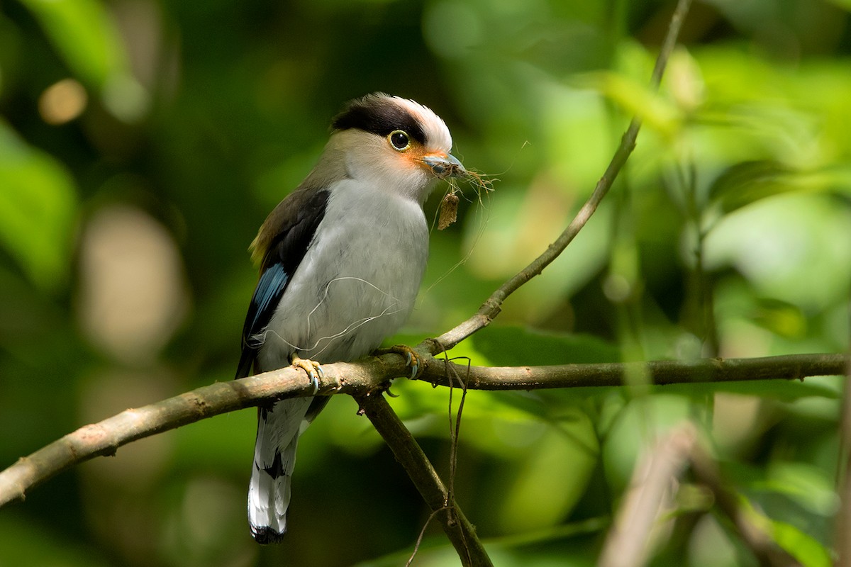 Silver-breasted Broadbill - Ayuwat Jearwattanakanok