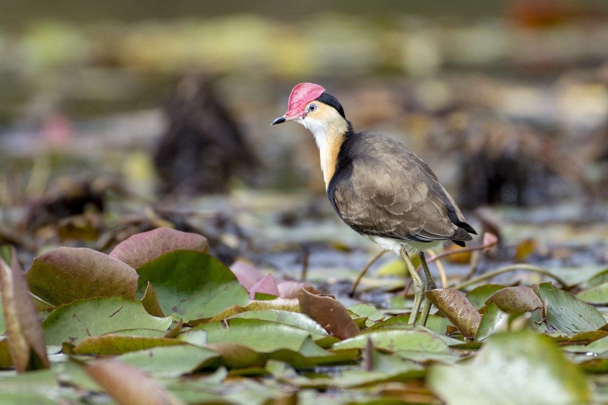 Comb-crested Jacana - ML103665971