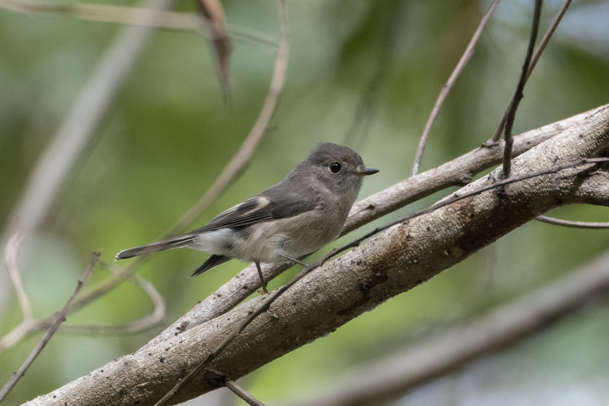 Petroica Rosada - ML103666071