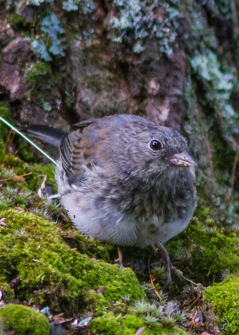 Junco ardoisé - ML103666921