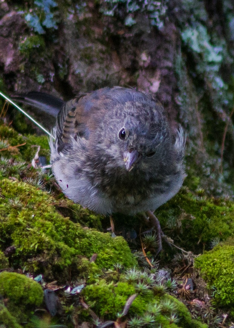 Junco ardoisé - ML103666931