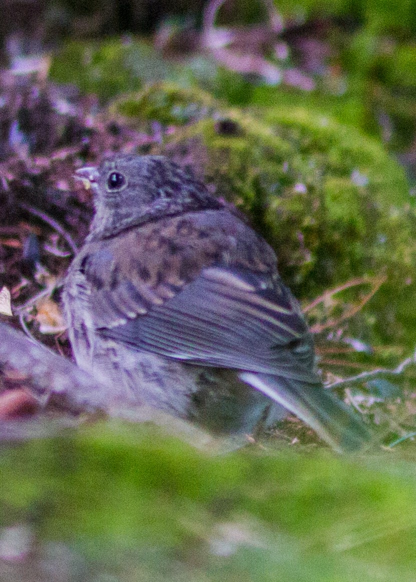 Junco ardoisé - ML103666941