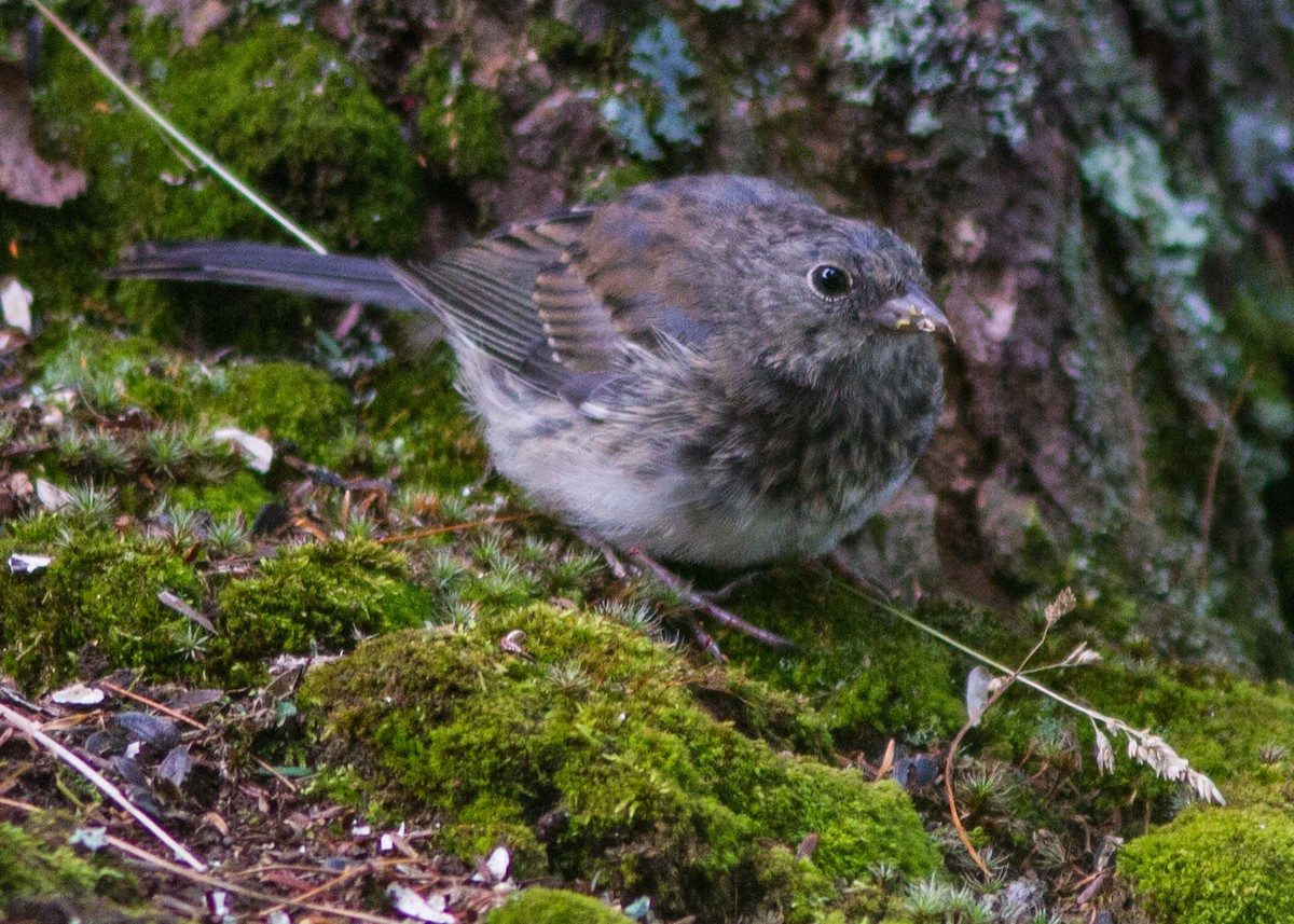 Junco ardoisé - ML103666951