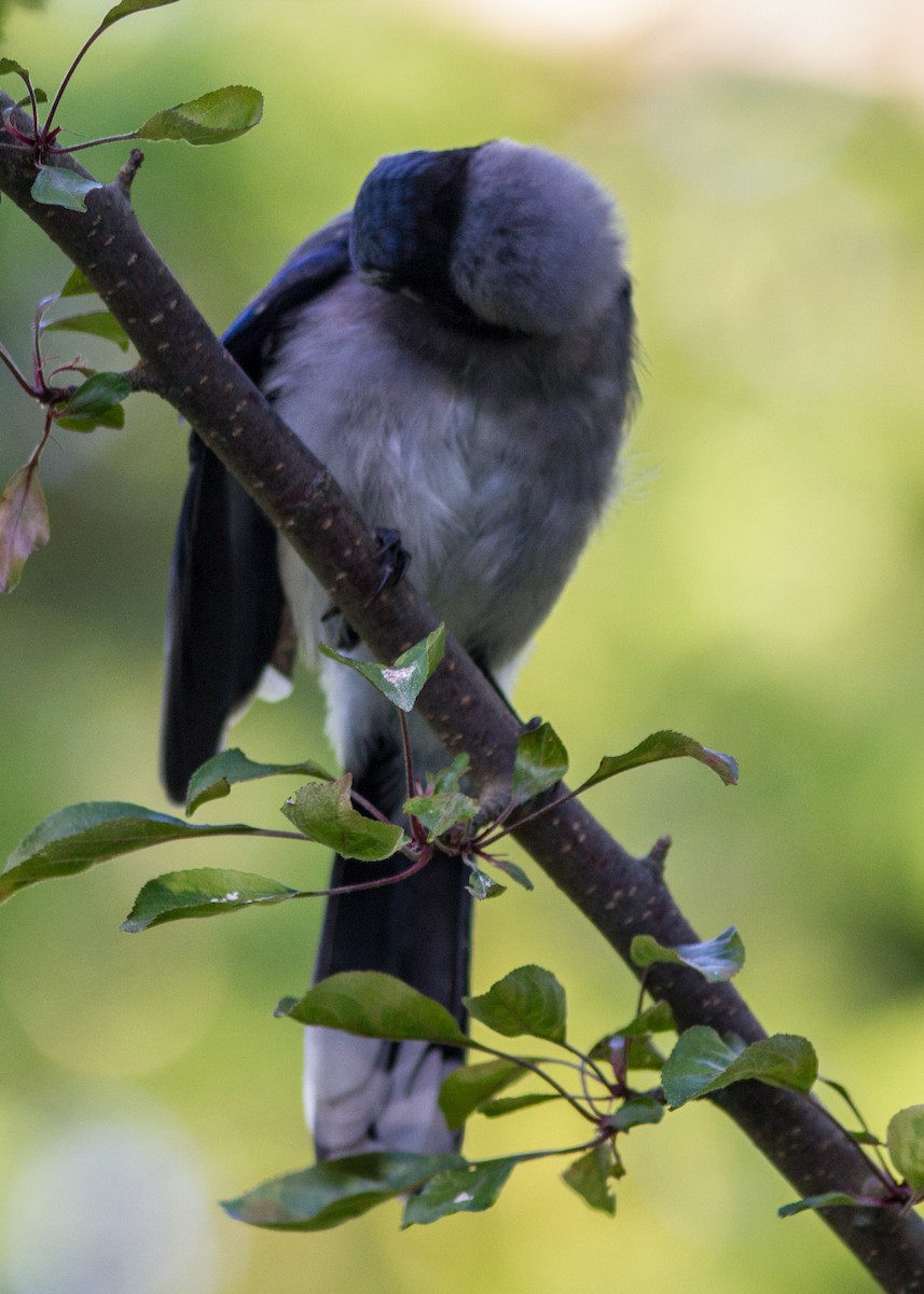 Blue Jay - ML103667321