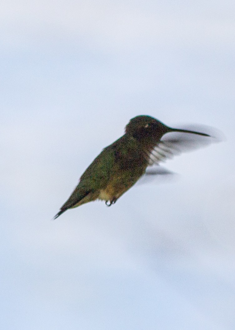 Ruby-throated Hummingbird - Marc Boisvert