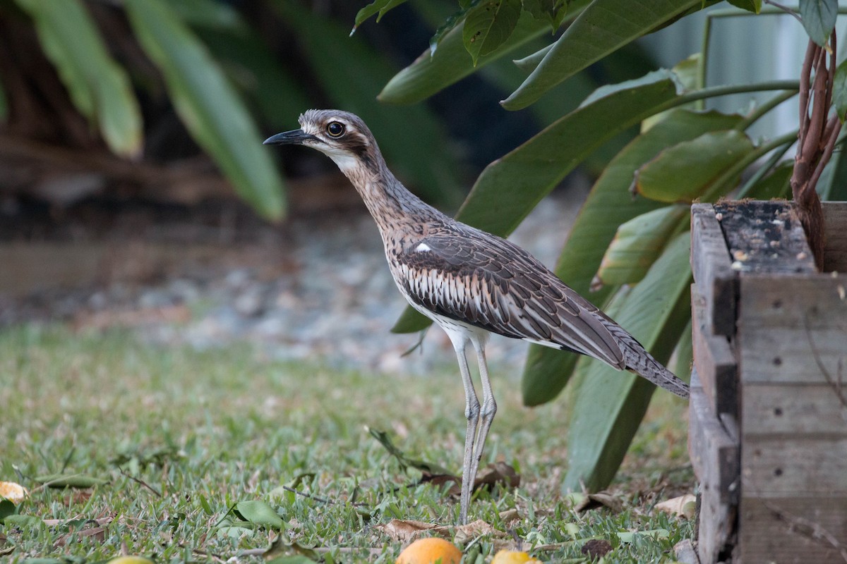 Bush Thick-knee - ML103668691