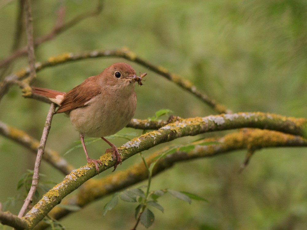 Common Nightingale - Juan Parra Caceres