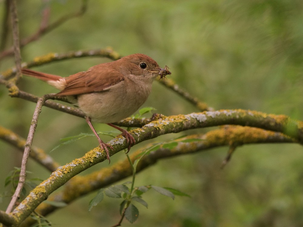 Common Nightingale - Juan Parra Caceres
