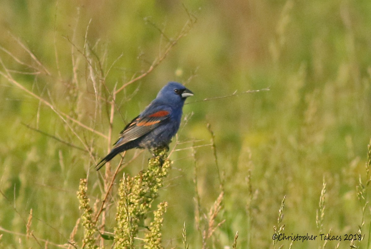 Blue Grosbeak - ML103670991