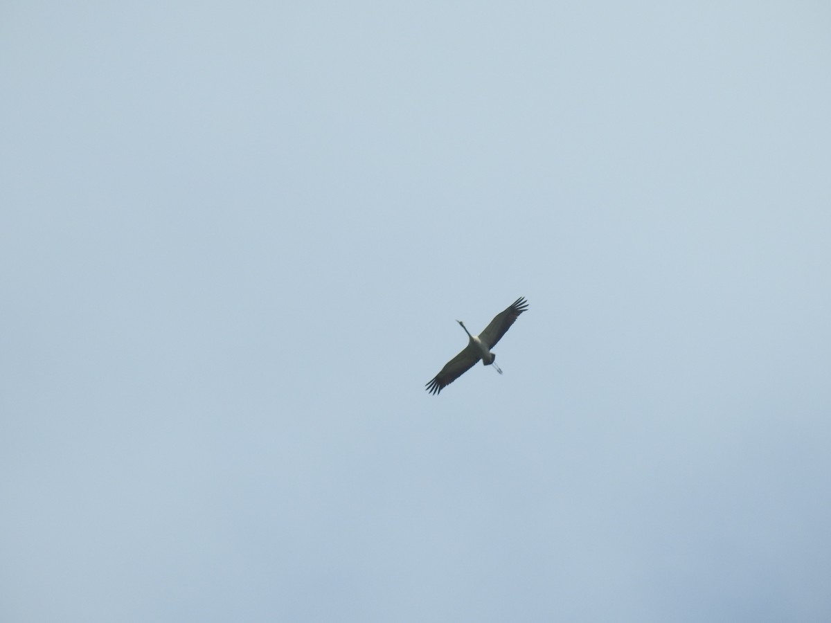 Common Crane - David Ratcliffe